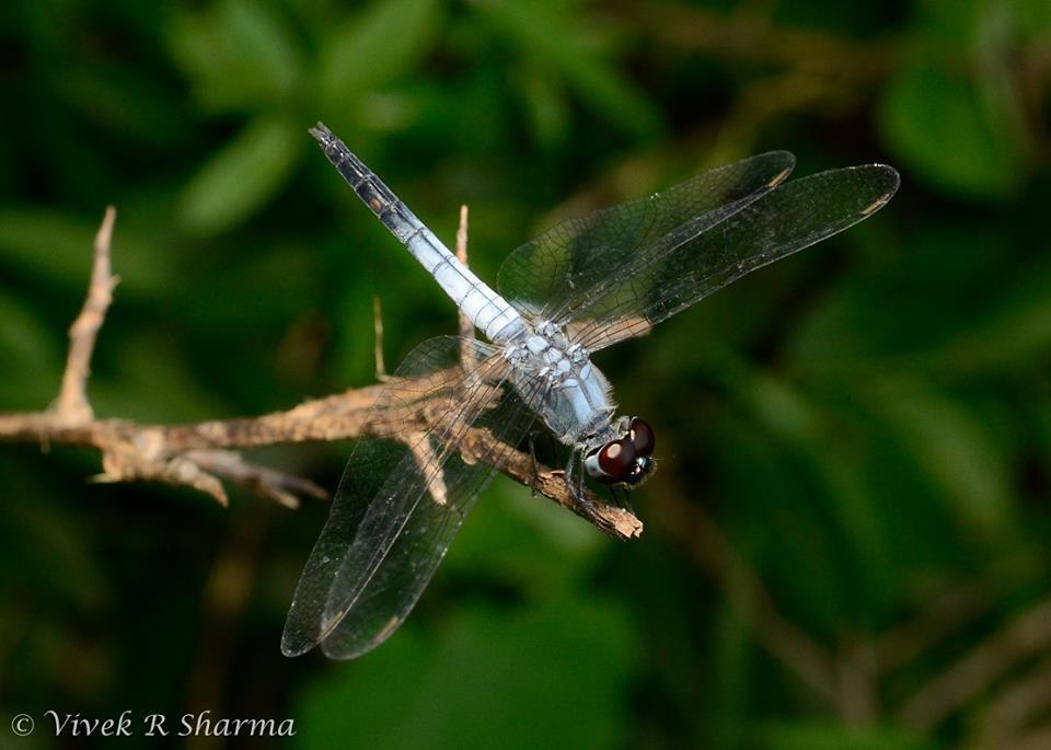 Brachydiplax sobrina (Rambur 1842) resmi