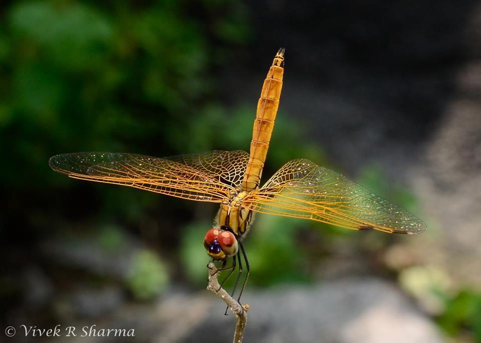 Image of Crimson Marsh Glider