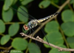 Brachydiplax sobrina (Rambur 1842) resmi