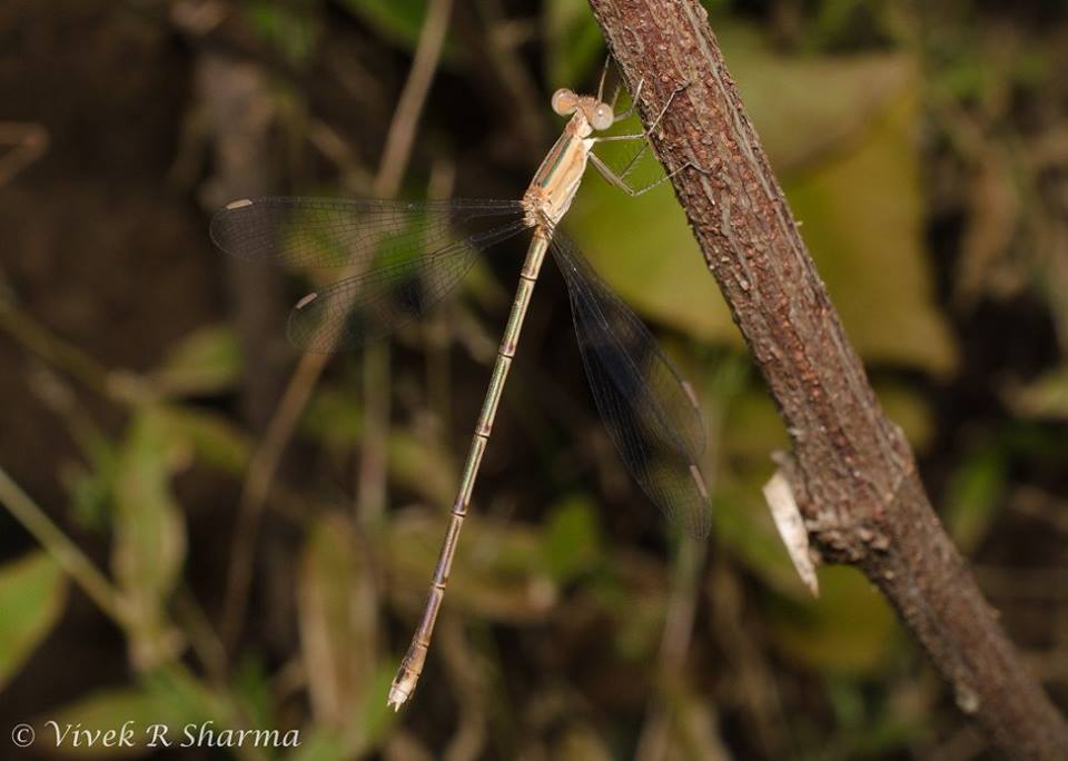 Image of Lestes viridulus Rambur 1842