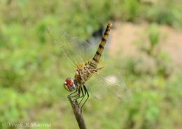 Urothemis signata (Rambur 1842) resmi