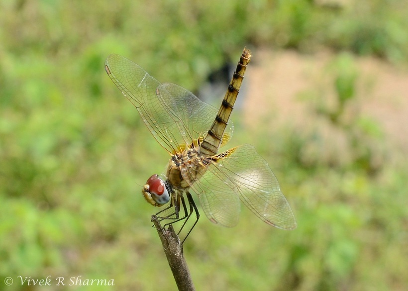 Urothemis signata (Rambur 1842) resmi