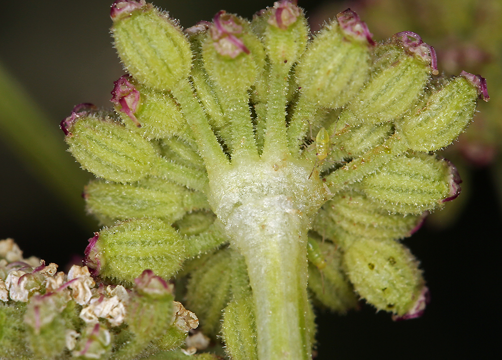 Image of King's angelica