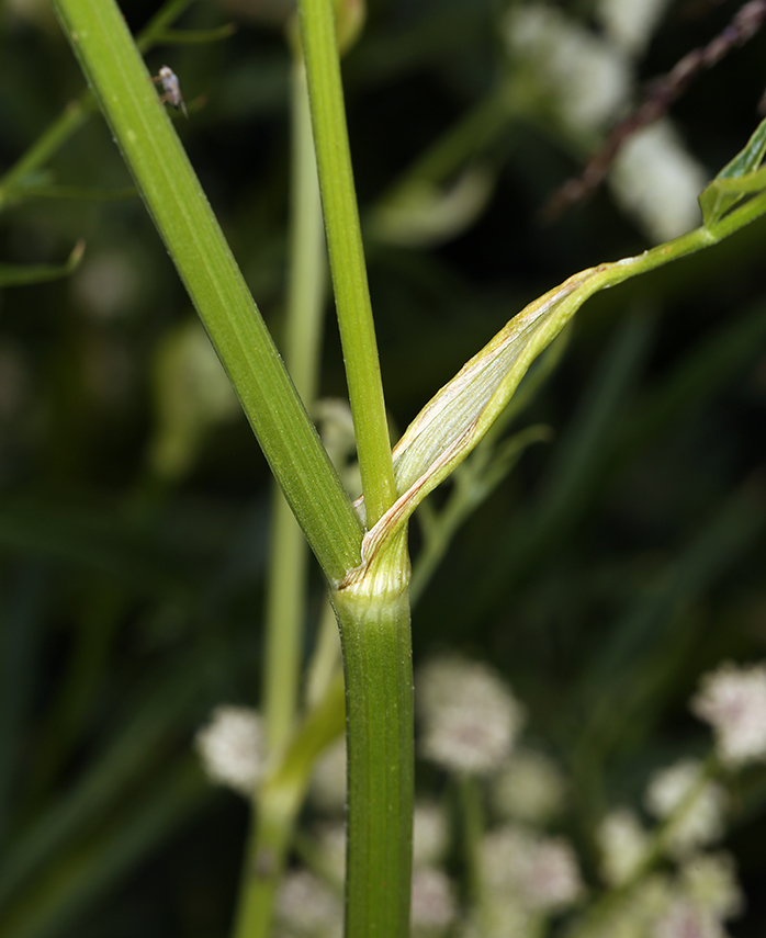 Image of King's angelica