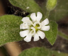 Image of Menzies' campion