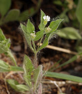 Image of Menzies' campion