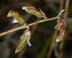 Image of blue nodding locoweed