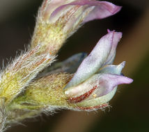 Oxytropis deflexa subsp. sericea (Pall.) DC. resmi