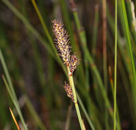 Image of western singlespike sedge