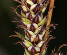 Image of western singlespike sedge