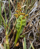 Image of crenulate moonwort