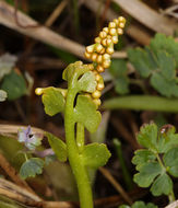 Image of crenulate moonwort