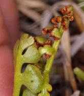 Image of crenulate moonwort