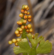 Image of crenulate moonwort