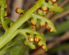 Image of crenulate moonwort