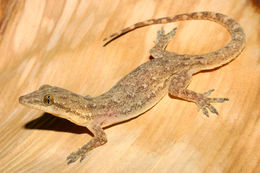 Image of Indo-Pacific gecko