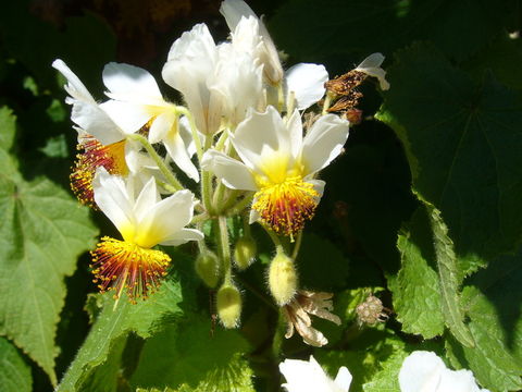 Sivun Sparrmannia africana L. fil. kuva