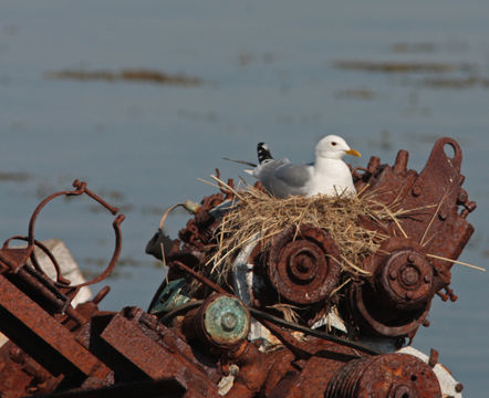 Image of Common Gull