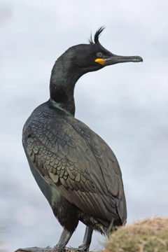 Plancia ëd Phalacrocorax aristotelis (Linnaeus 1761)