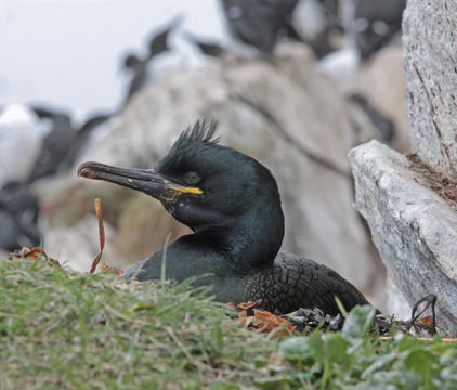 Plancia ëd Phalacrocorax aristotelis (Linnaeus 1761)