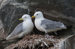 Image of Black-legged Kittiwake