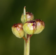 Image of Idaho blue-eyed grass