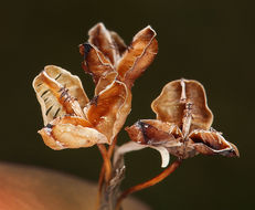 Слика од Sisyrinchium idahoense var. occidentale (E. P. Bicknell) Douglass M. Hend.