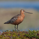 Image of Bar-tailed Godwit