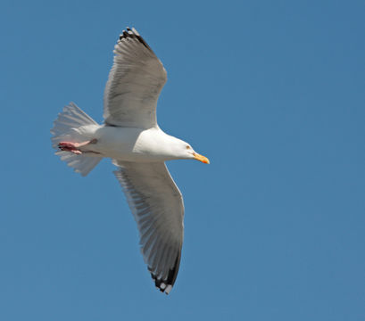 Image of herring gull