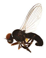 Image of Callomyia