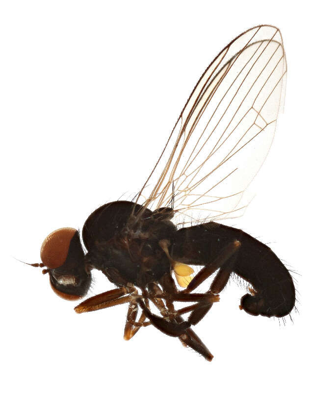 Image of Callomyia