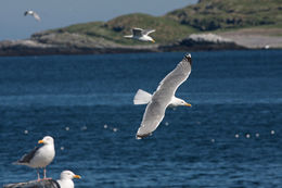 Image of herring gull