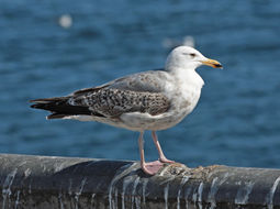 Imagem de Larus argentatus argentatus Pontoppidan 1763