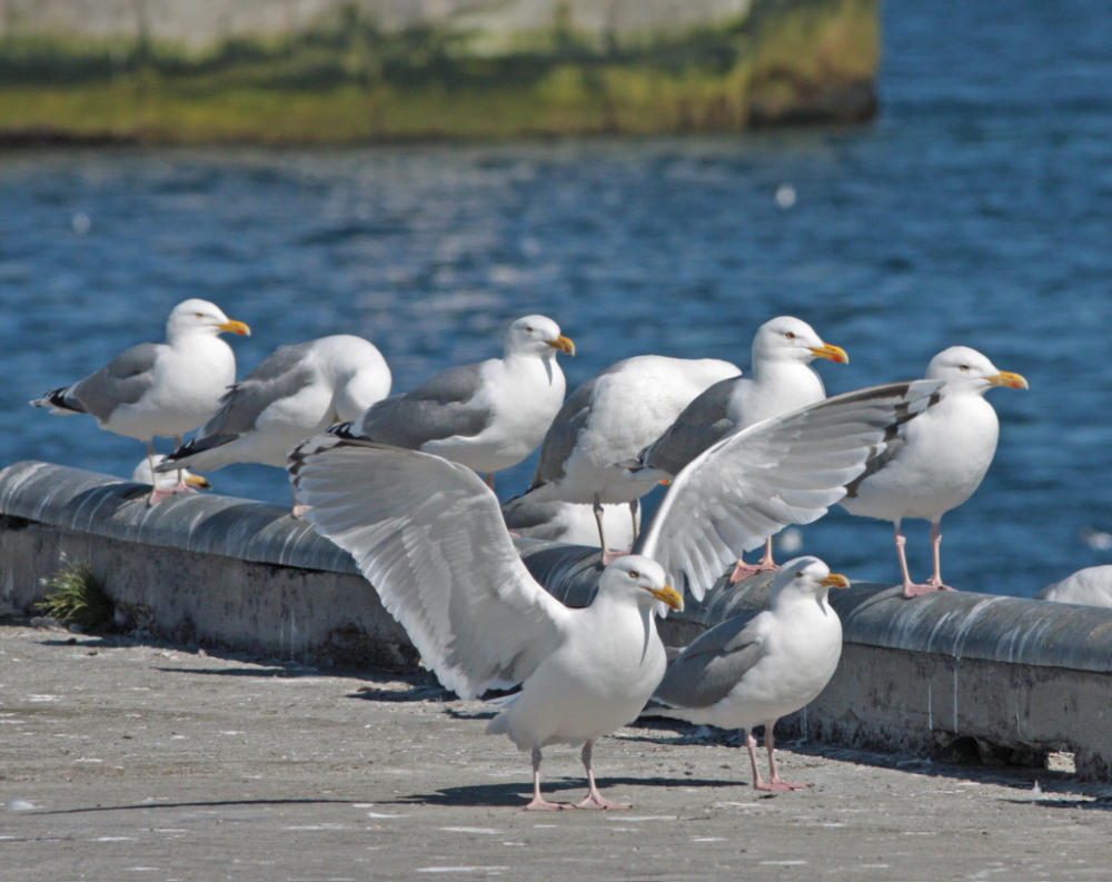 Imagem de Larus argentatus argentatus Pontoppidan 1763