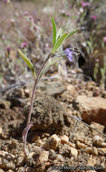 Image of Small-Flower Bluecurls