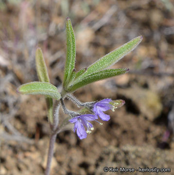 Image of Small-Flower Bluecurls