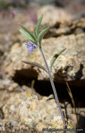 Image of Small-Flower Bluecurls