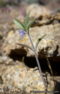 Trichostema micranthum A. Gray resmi