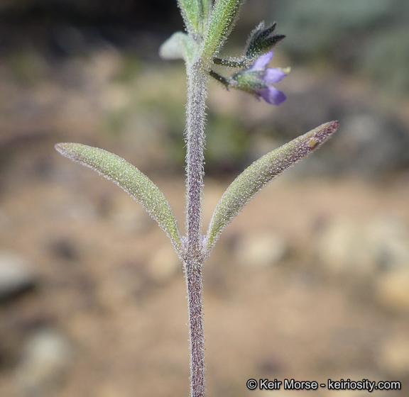 Image of Small-Flower Bluecurls