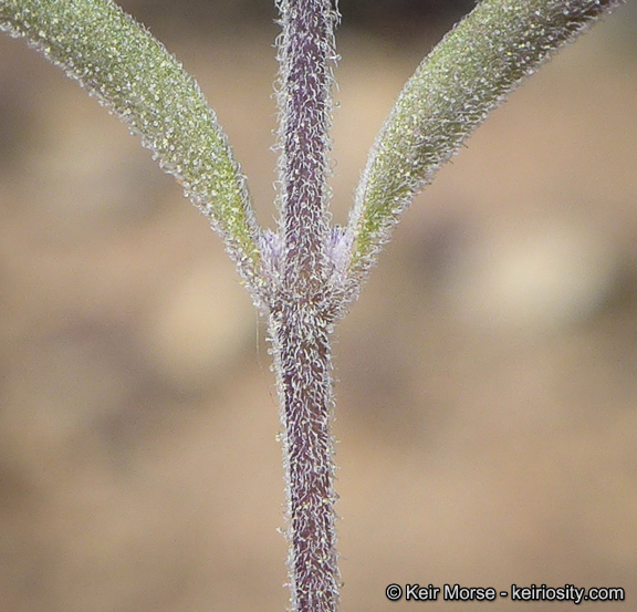 Trichostema micranthum A. Gray resmi