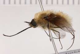 Image of Bombylius