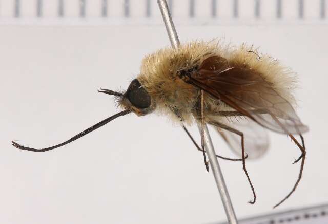 Image of Bombylius