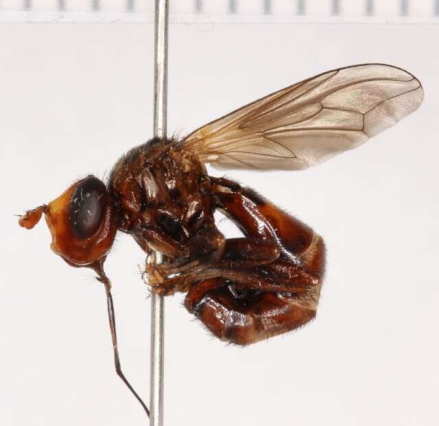 Image of Sicus