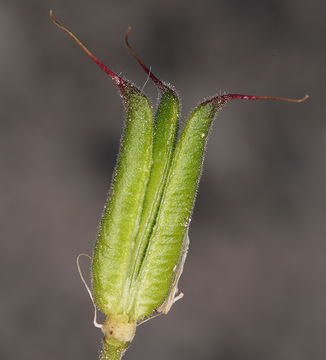 Image of <i>Aquilegia shockleyi</i>