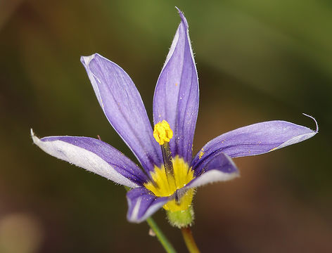 Sisyrinchium idahoense var. occidentale (E. P. Bicknell) Douglass M. Hend.的圖片