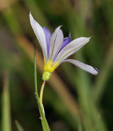 Sisyrinchium idahoense var. occidentale (E. P. Bicknell) Douglass M. Hend.的圖片