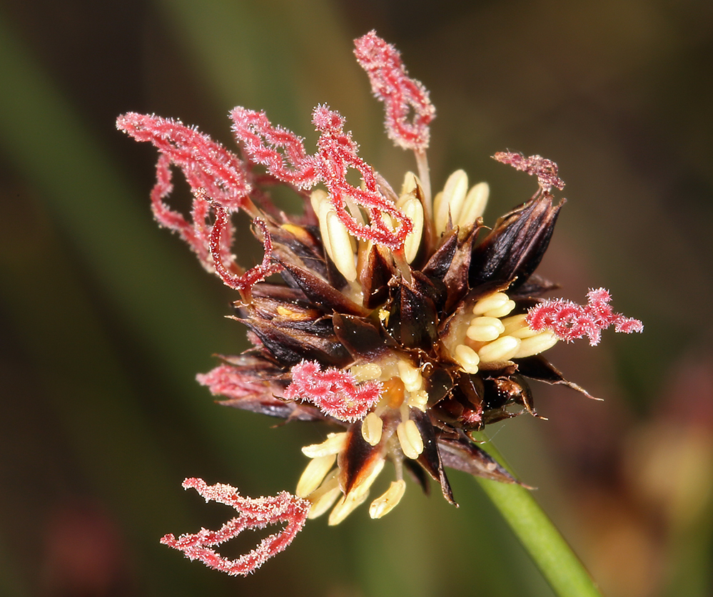 Juncus mertensianus Bong. resmi