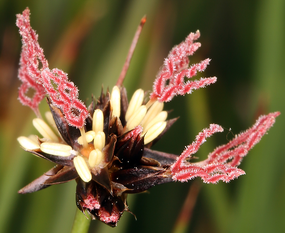 Juncus mertensianus Bong. resmi