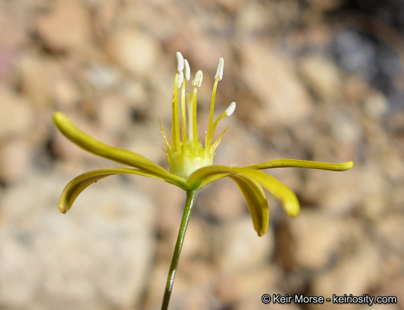 Image of common goldenstar