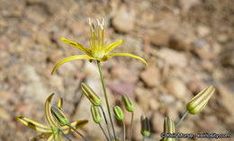 Image of common goldenstar